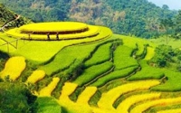 Du lịch Hồng thái Na Hang - Ngây ngất biển lúa vàng của trời